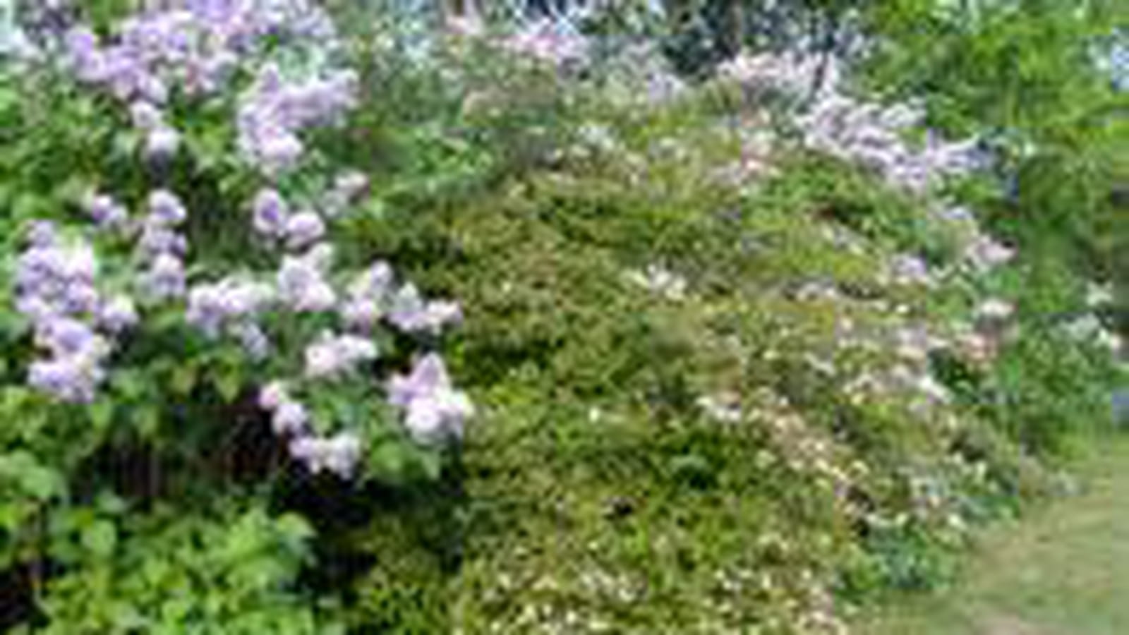 Lilas