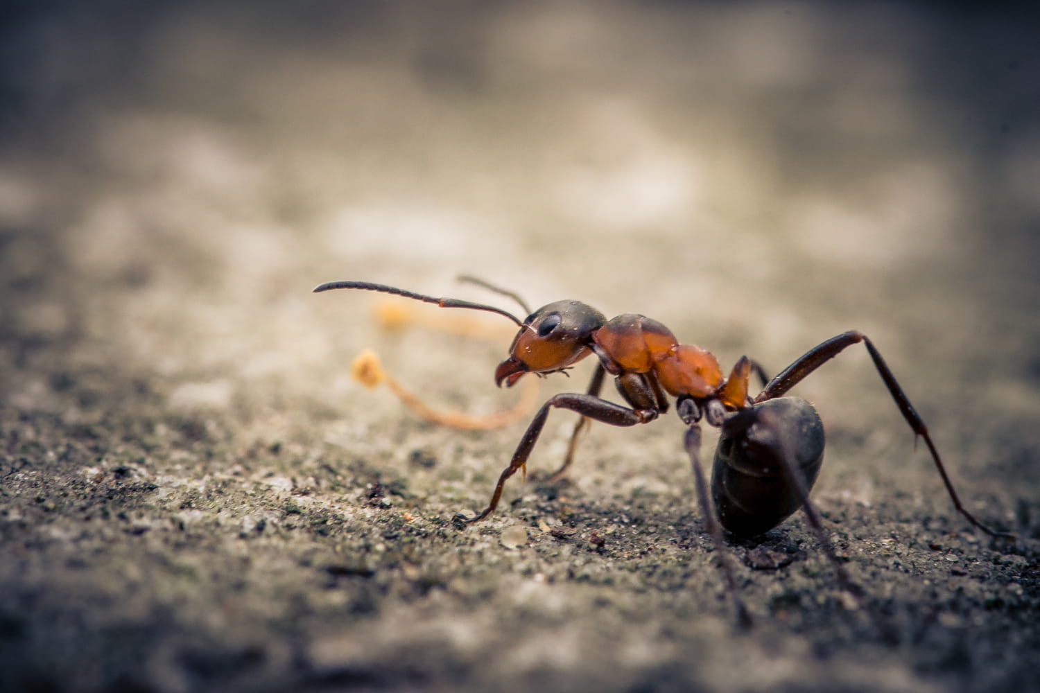 This exotic ant is invading several French regions