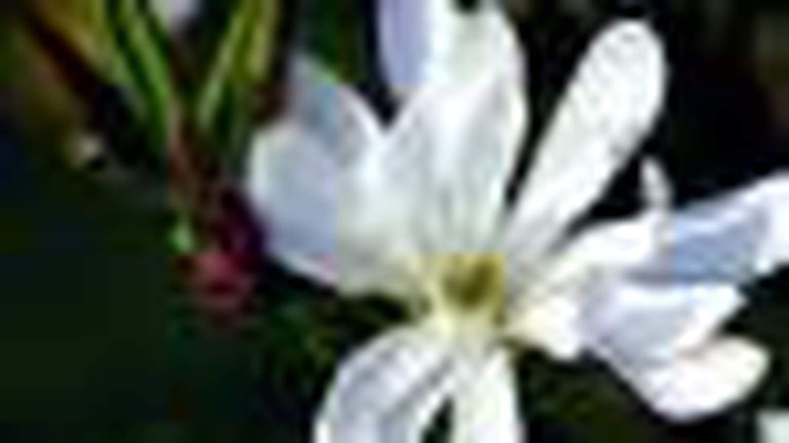 Magnolia