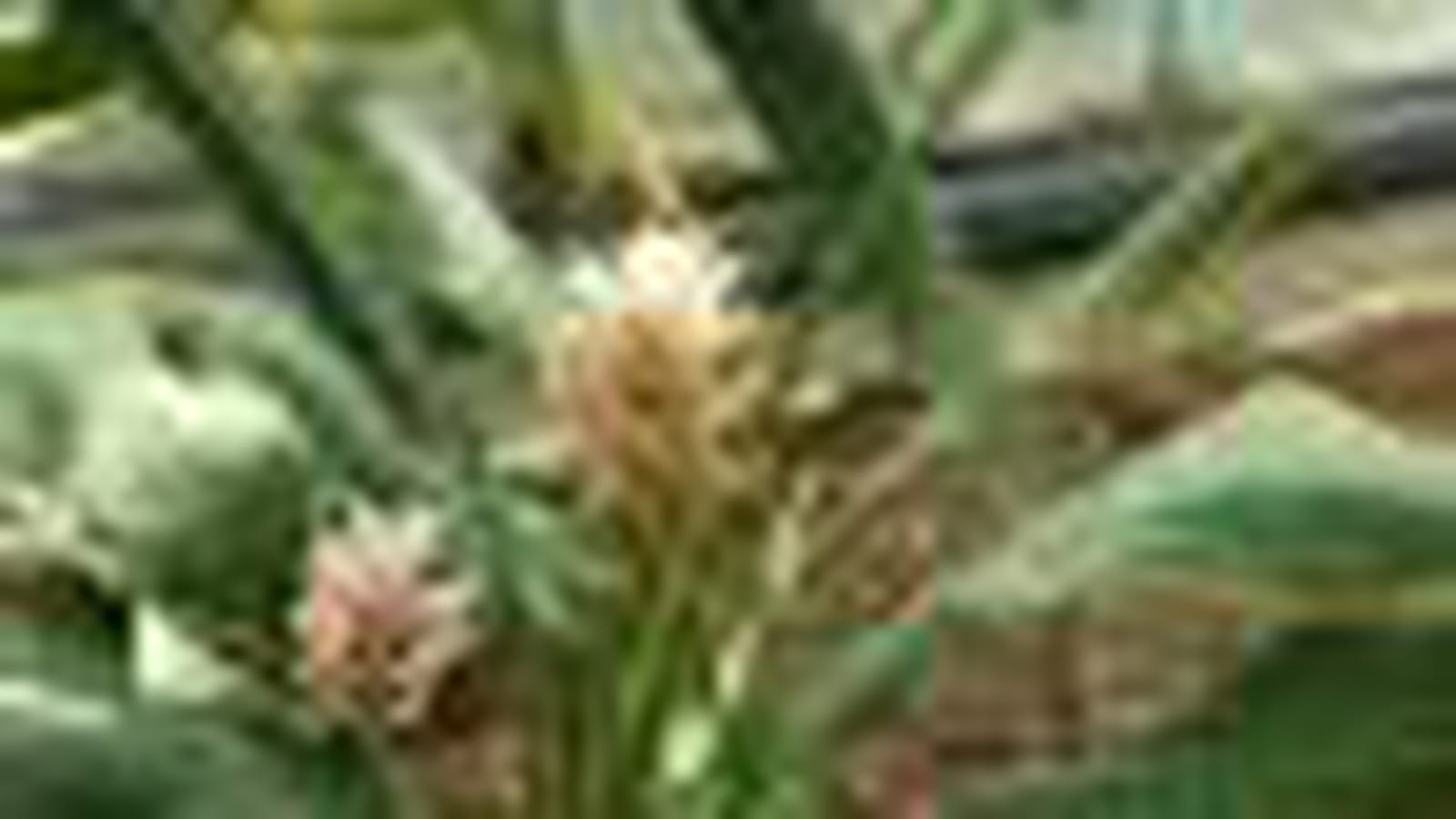 Curcuma alismatifolia