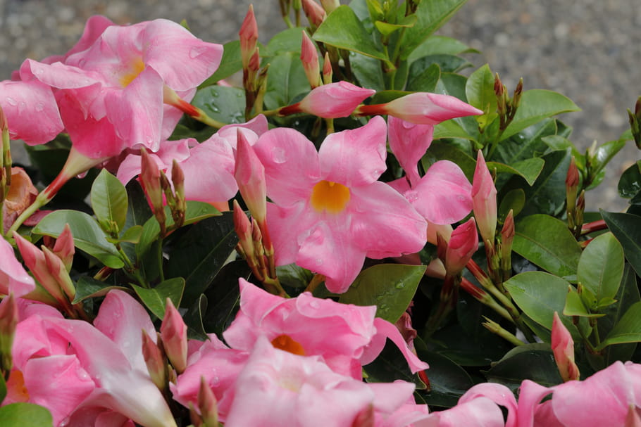 Dipladenia