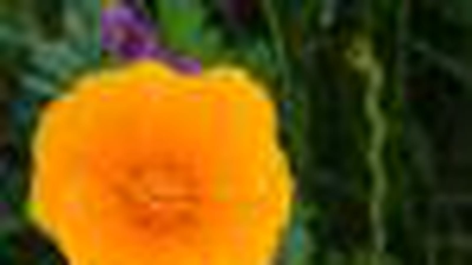 Fleurs sauvages