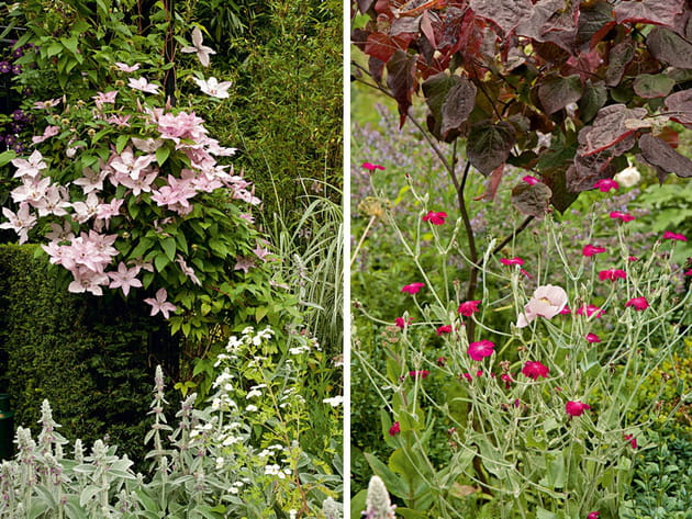 Diverses variétés de fleurs