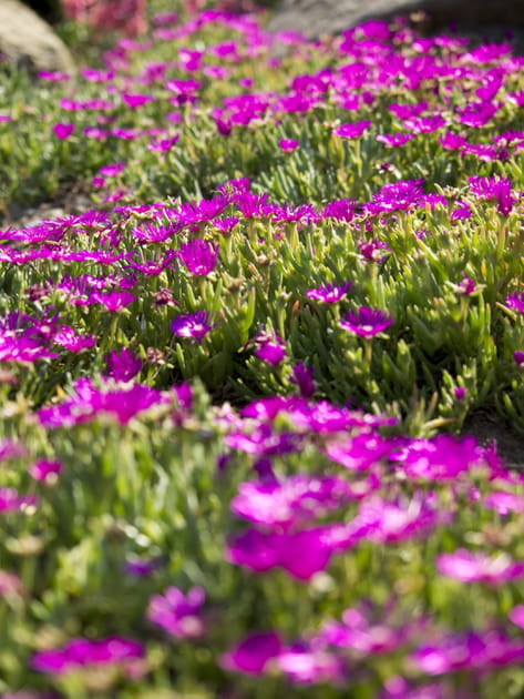 Delosperma cooperi rose fucshia