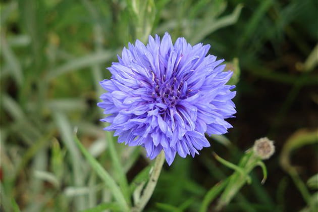 La plante de centaure