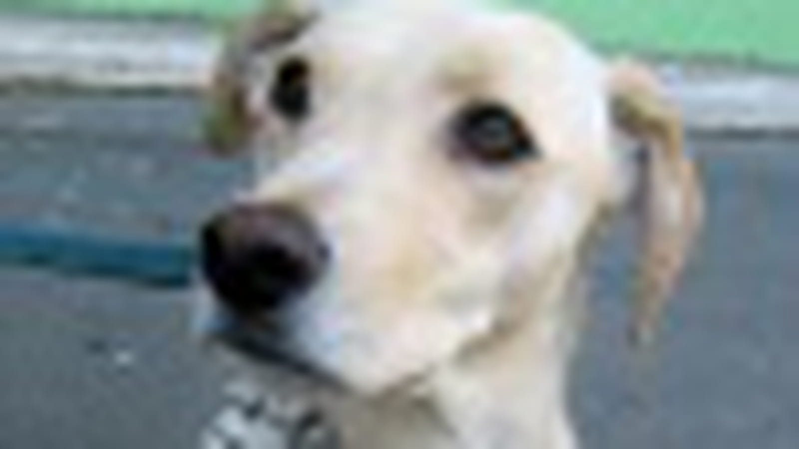 Labrador