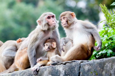 singes maygutyak fotolia vignette