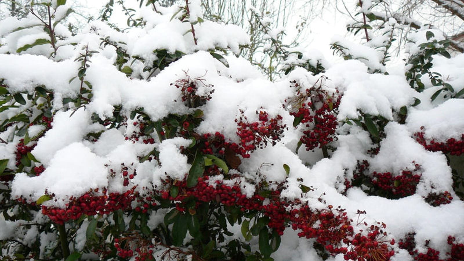 Baies écarlates sous la neige