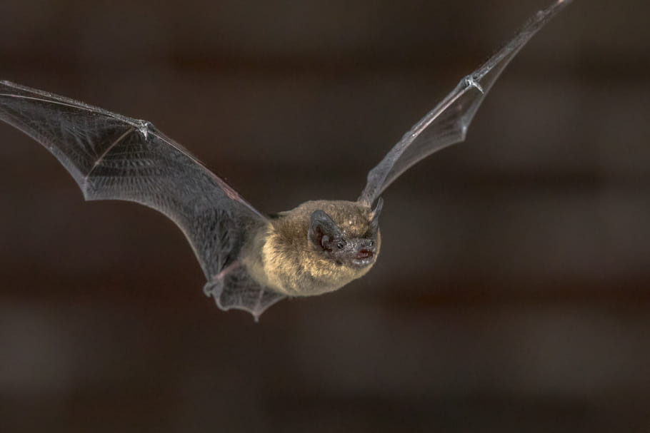 En France, un homme meurt de la rage à cause d'une chauve-souris
