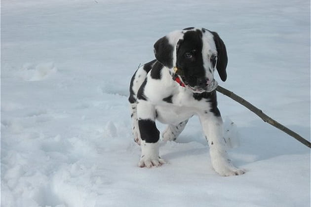 Un bâton peut suffire