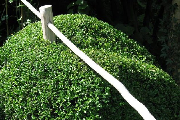 Une boule de buis d&eacute;corative