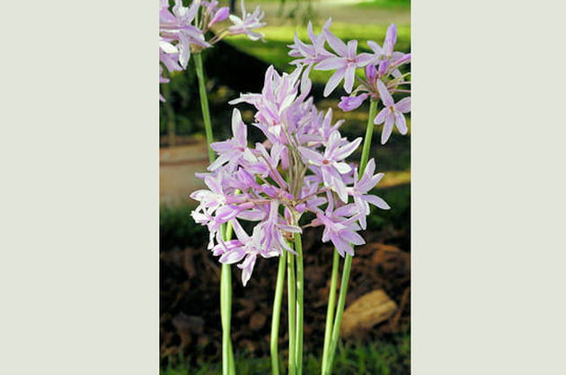 Tulbaghia violacea, l'ail d'Afrique du Sud