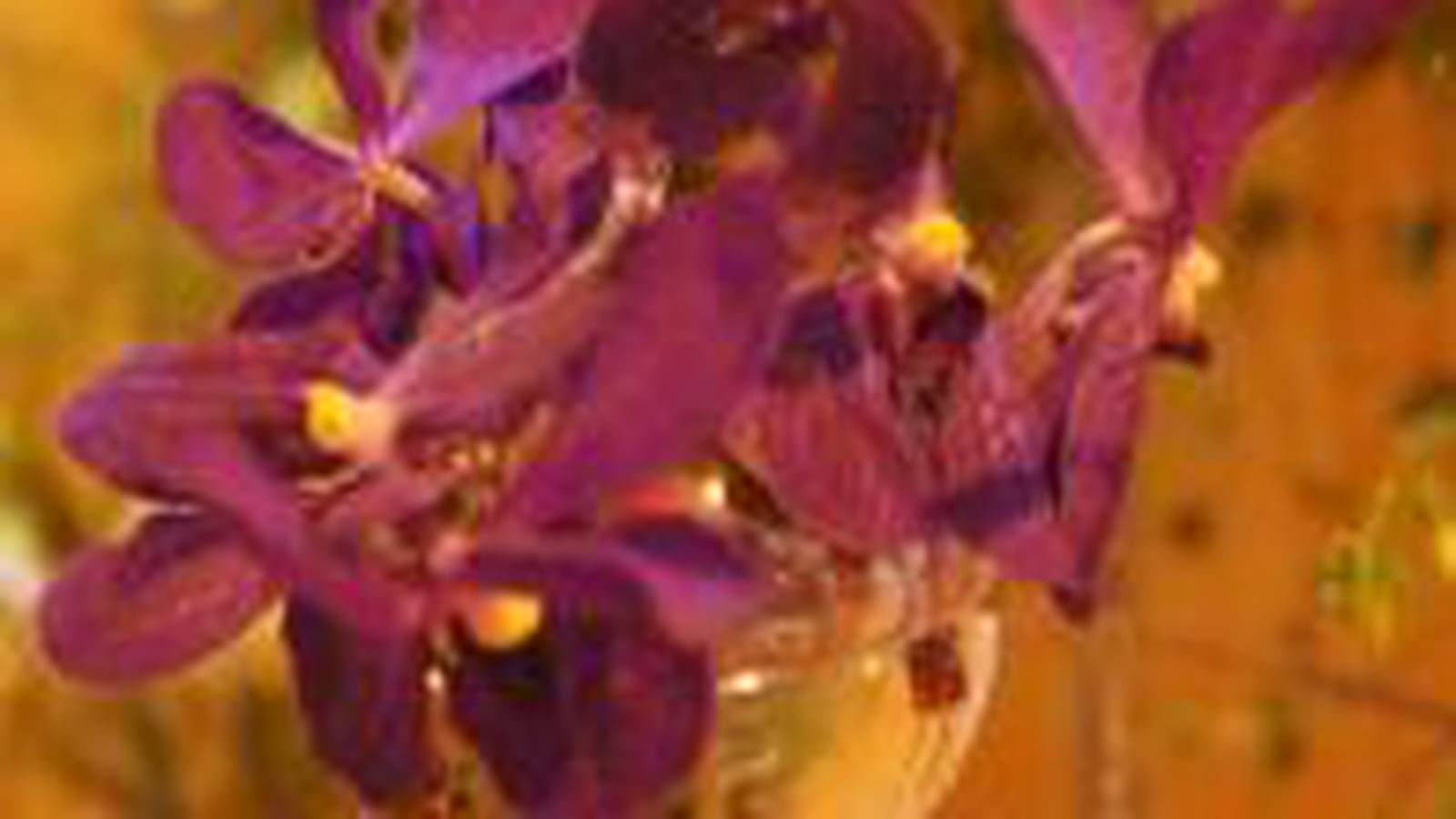 Orchidée