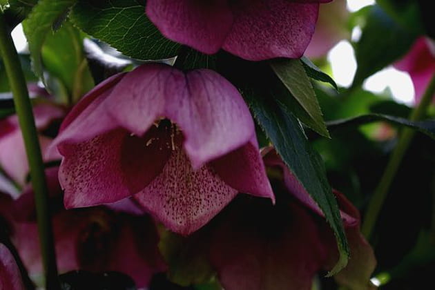 Hell&eacute;bore&nbsp;: d&eacute;tail d'une merveille&nbsp;!