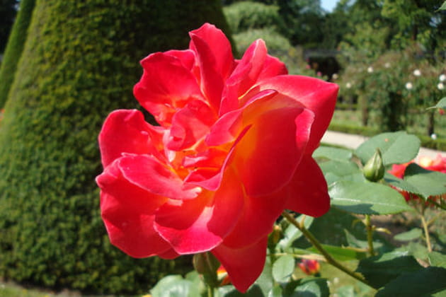 Resplendissante de beauté