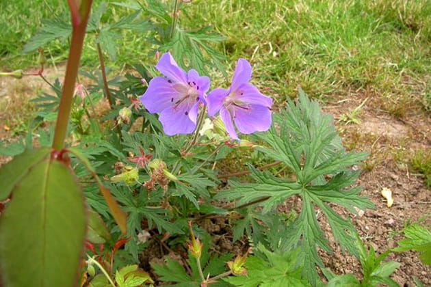 Des g&eacute;raniums vivaces &agrave; foison