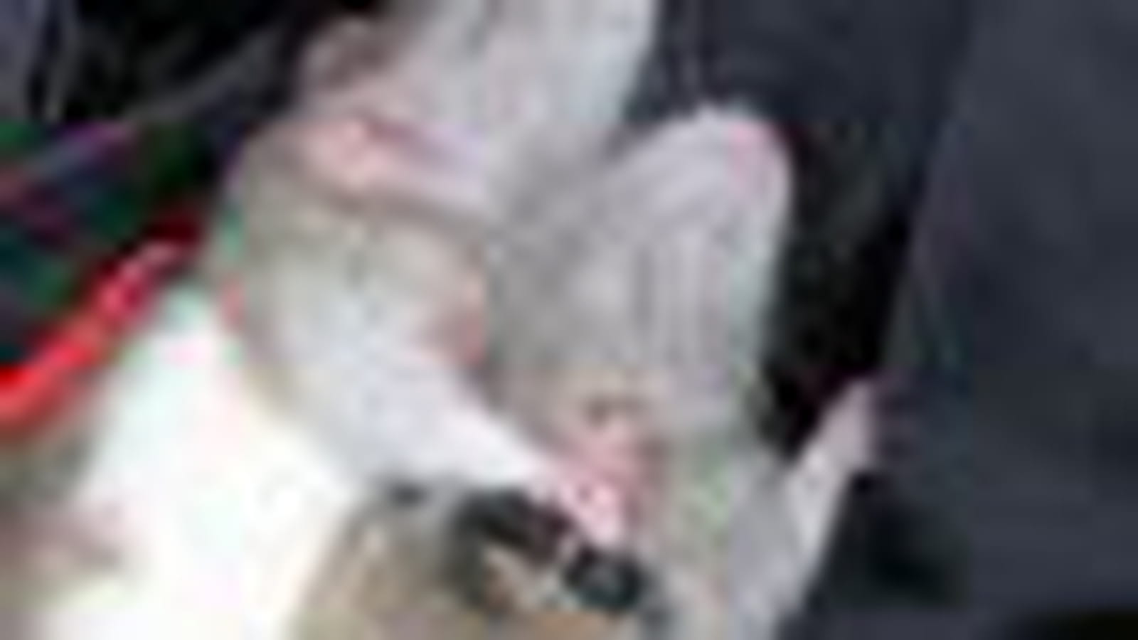 Rattes