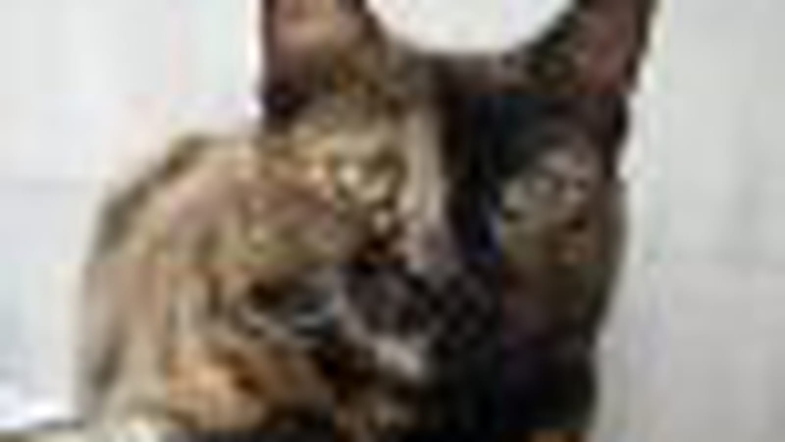 Adoption animaux