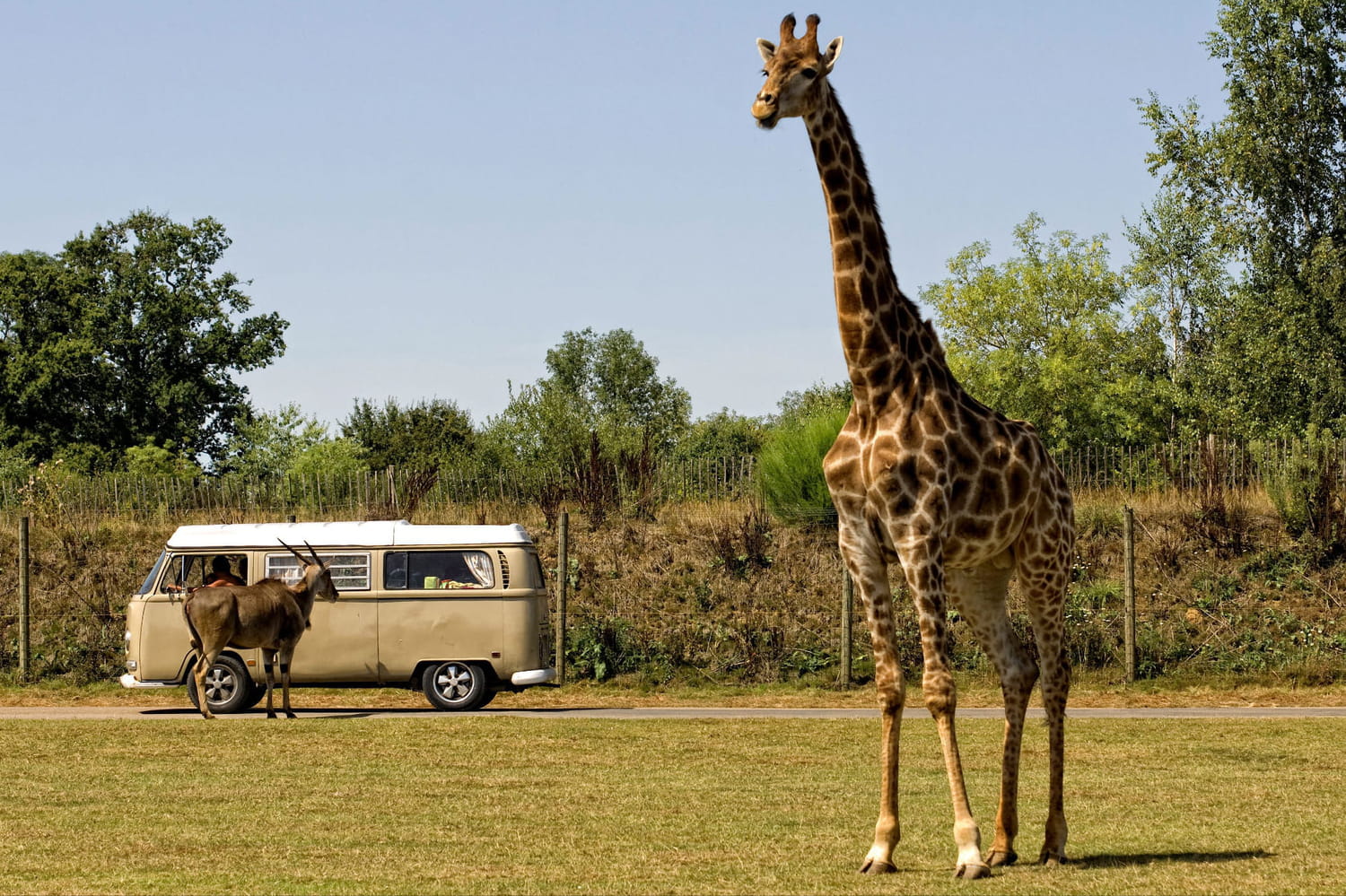 Discover the largest Safari track in France