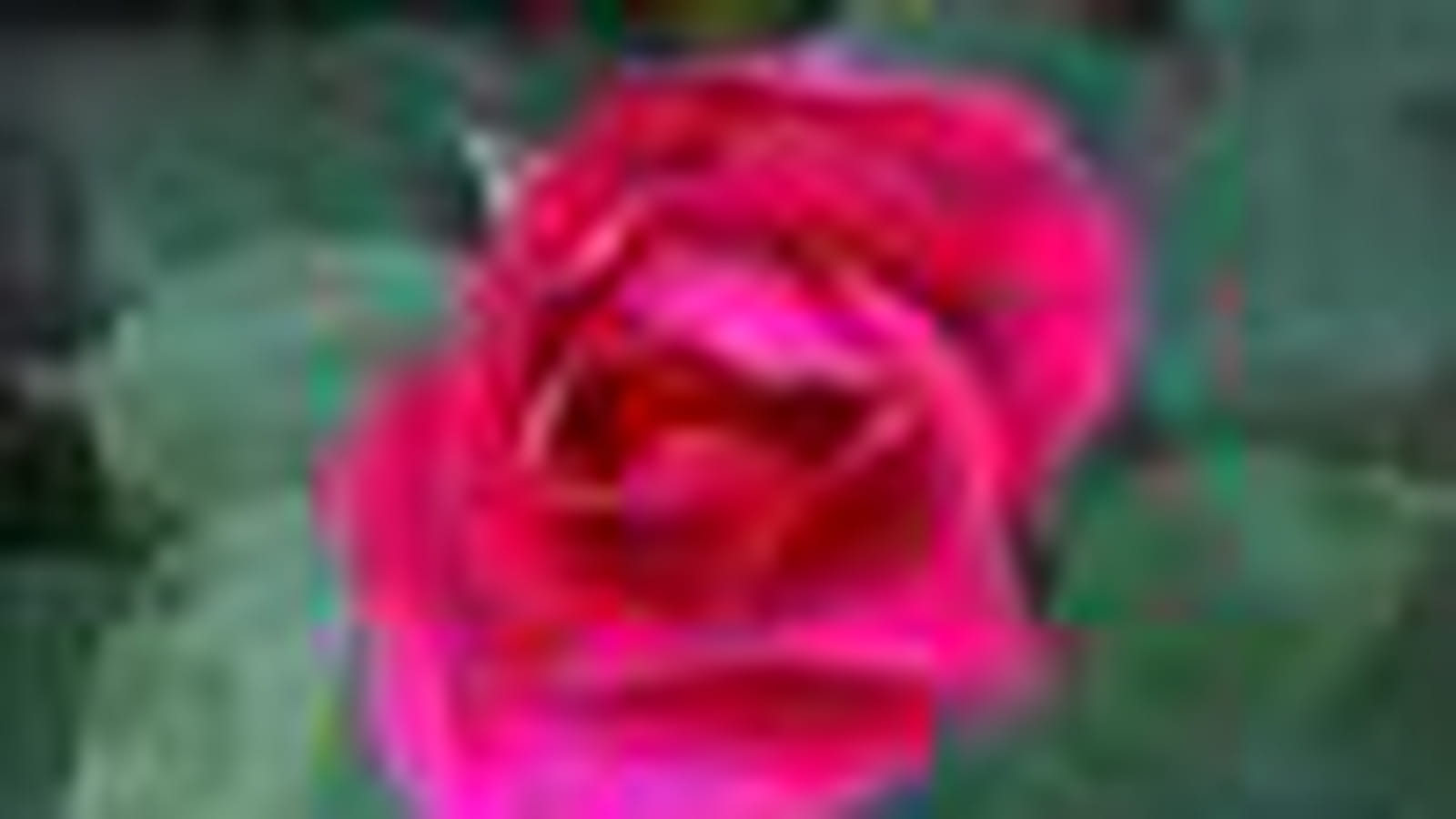 Floralies de Valencienne ®