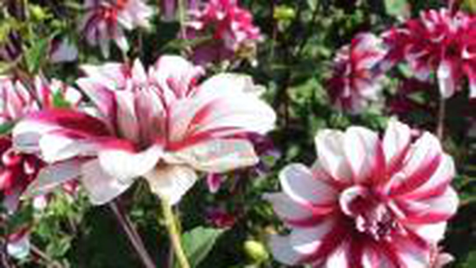 Dahlias zébrés blanc et fuchsia