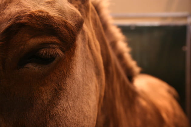 Têtu comme une mule