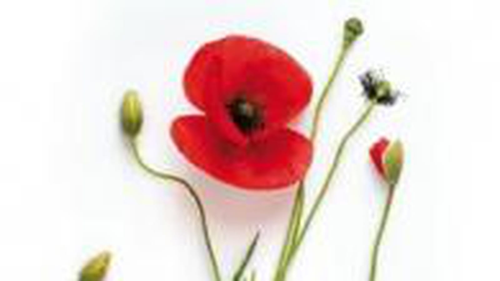 Mon herbier