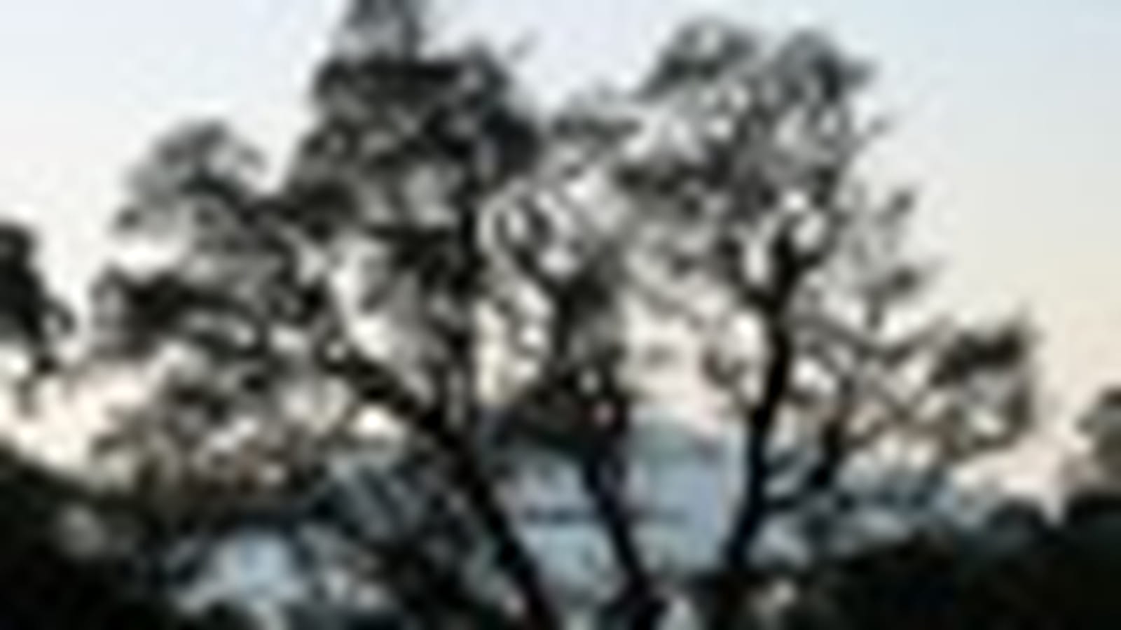 Arbres remarquables