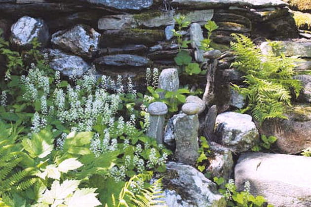 Les plantes de sous-bois