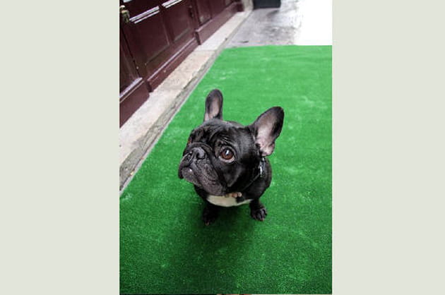 Un bouledogue bien de chez nous