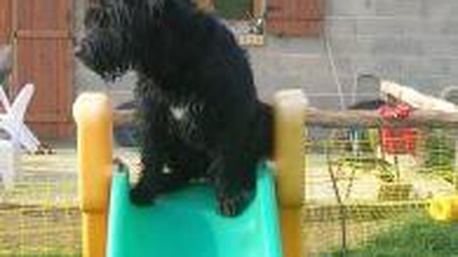 Toboggan