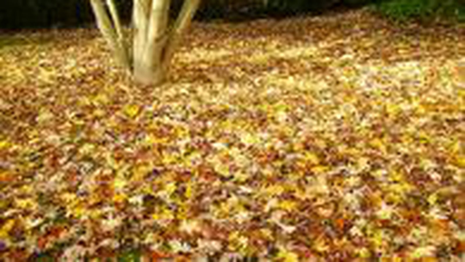 Feuilles mortes