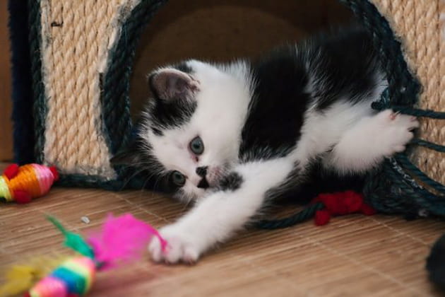 Des plumes pour stimuler le jeu