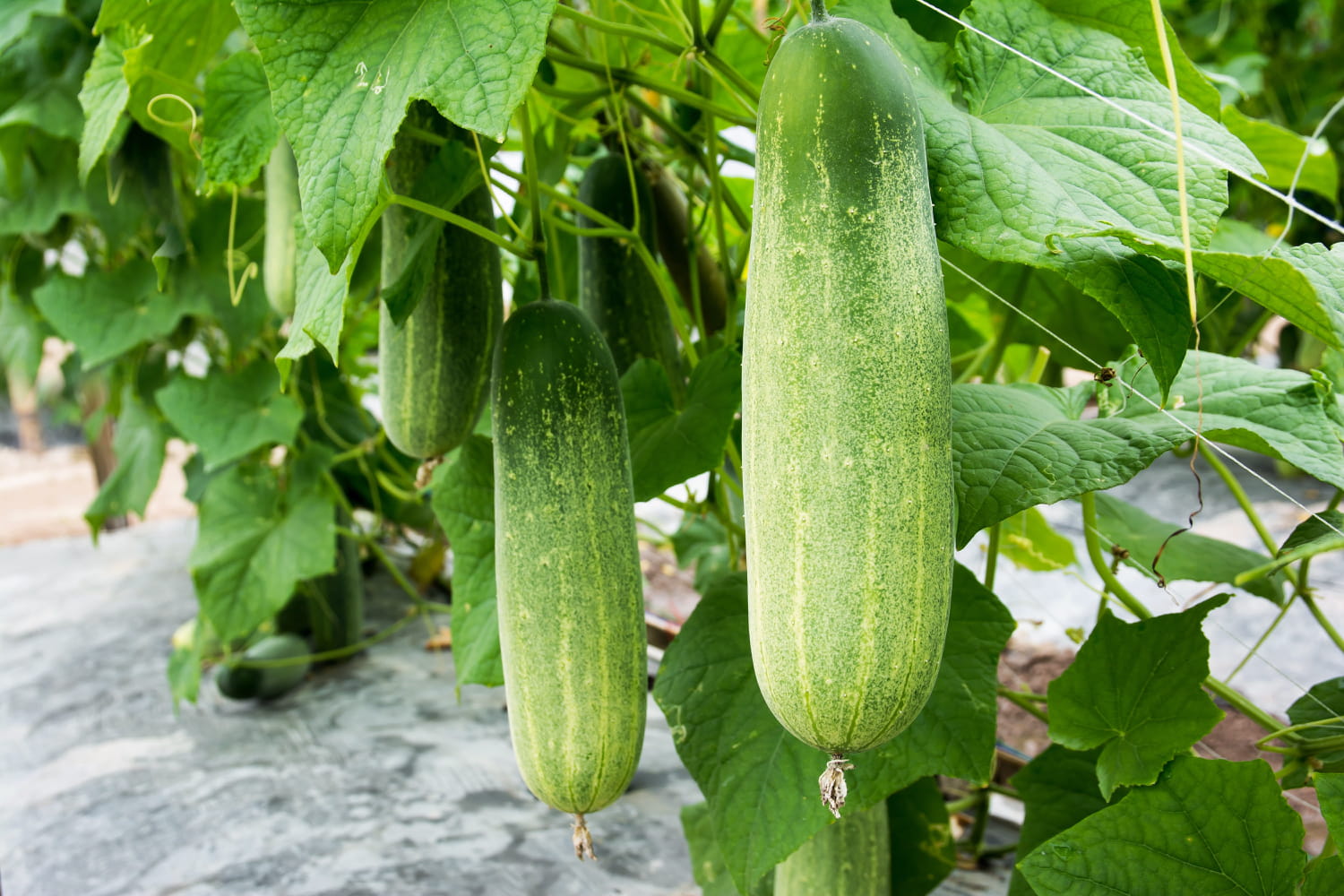 Plante De Concombre Unique
