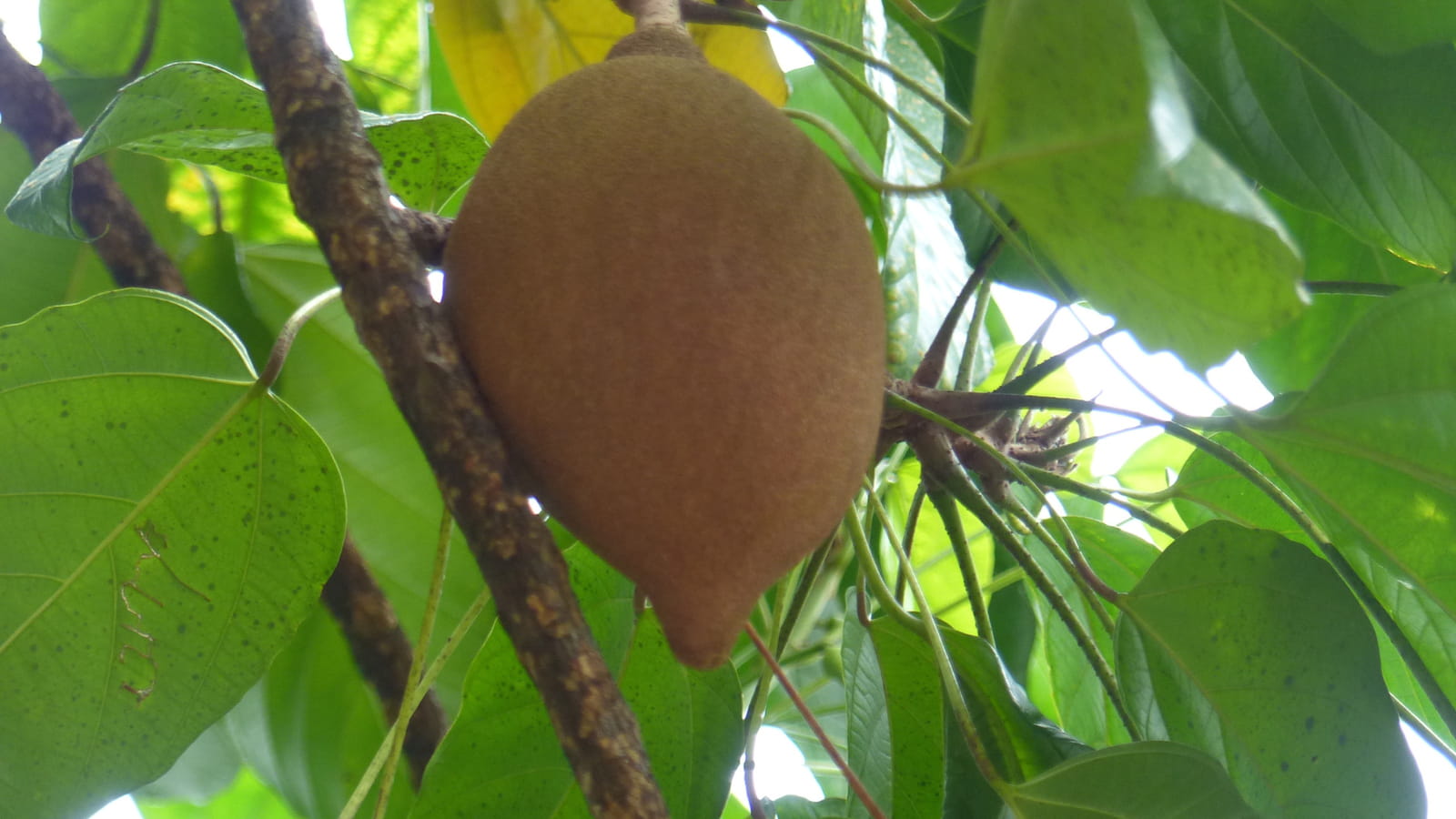 Le Pangium Edule
