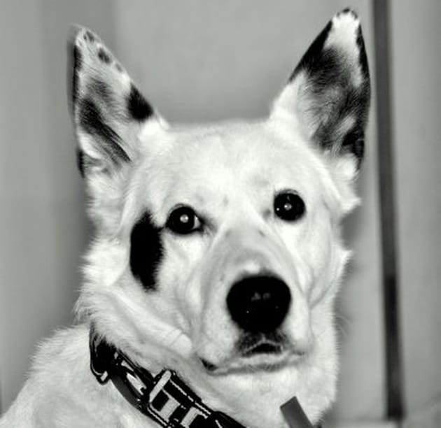 Un "Woua-woua" pas comme les autres