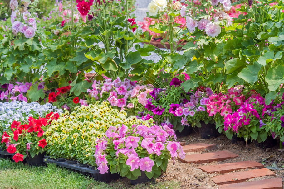 Couleurs de fleurs
