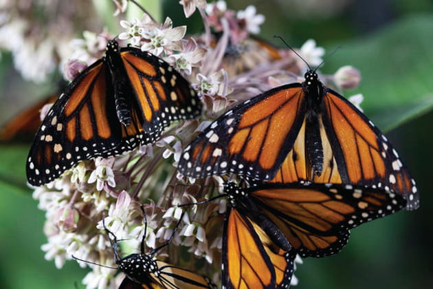 L'asclépiade : ennemie de l'homme, amie des papillons