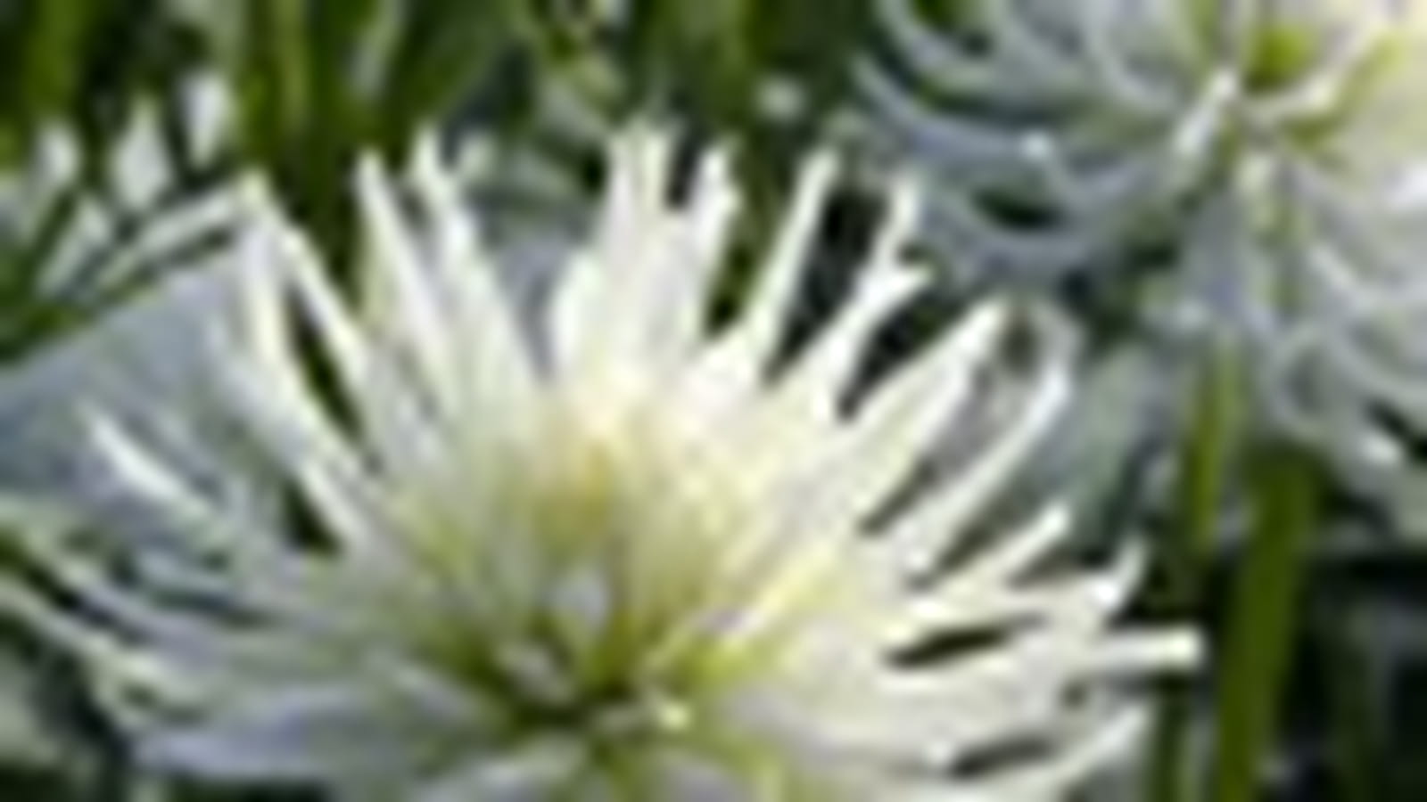 Dahlias cactus