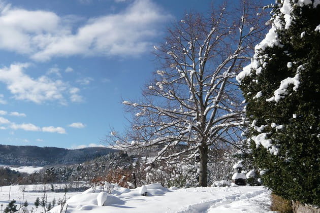 Tilleul sous le soleil de d&eacute;cembre