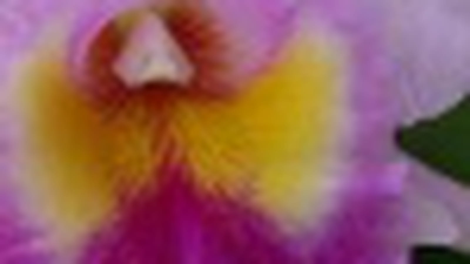 Cattleya Rhapsodie