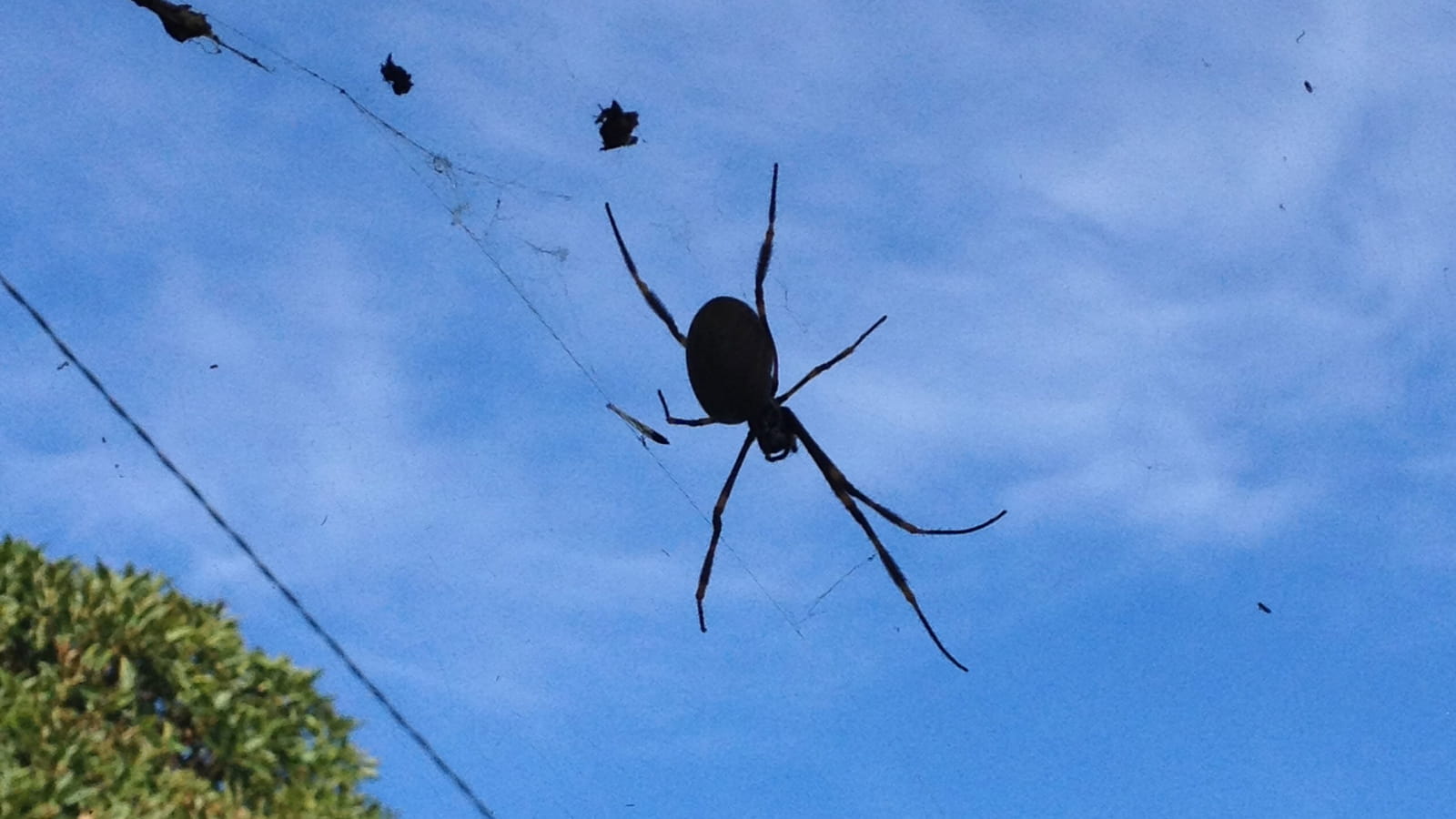 Araignées