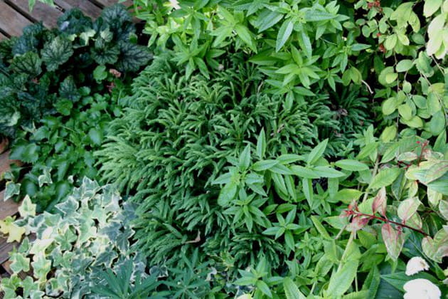 Des feuillages divers et vari&eacute;s