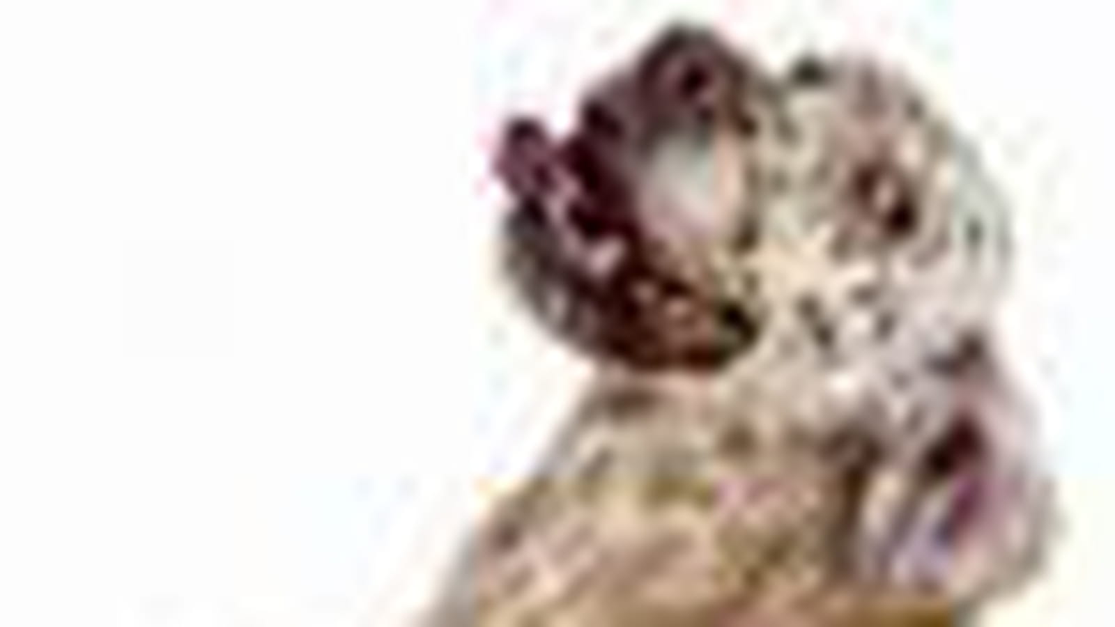 Setter anglais