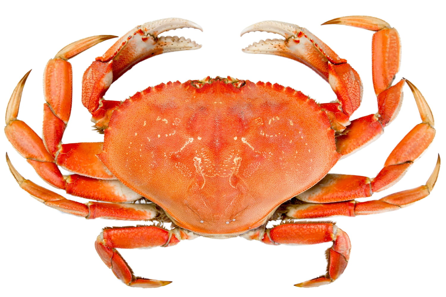 Crabe