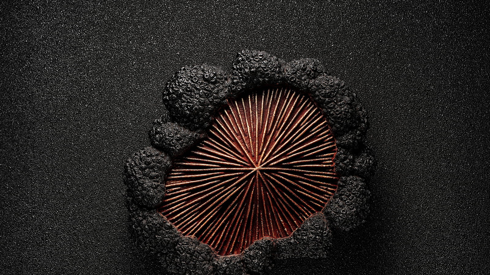 Bûche Diamant Noir de Maxence Barbot pour le Shangri-La Paris 