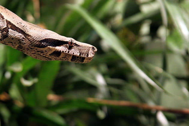 Un naturel très calme
