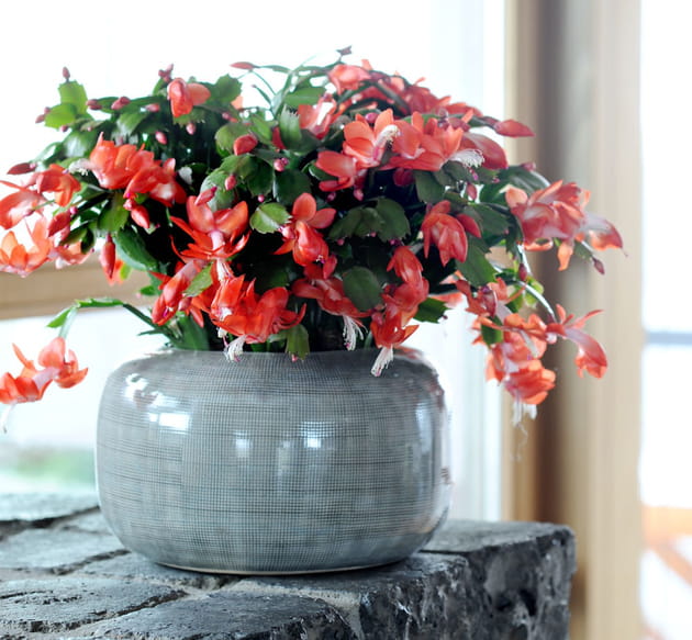 5schlumbergera maplantemonbonheur