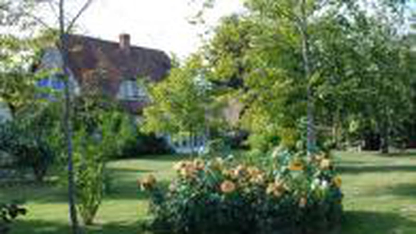 Massif de dahlias