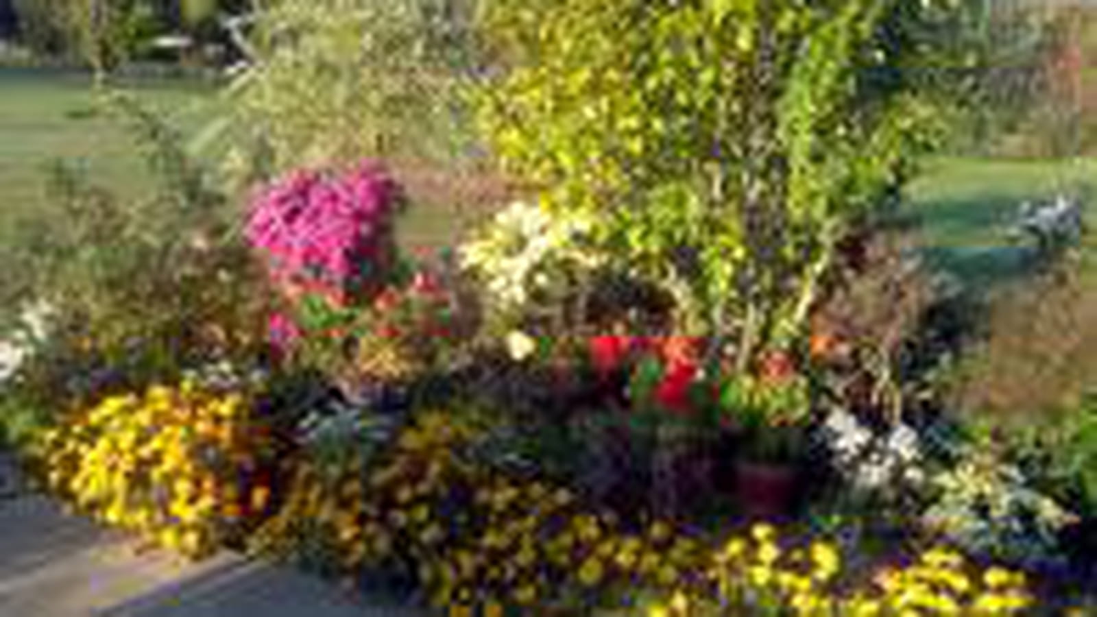 Jardin fleuri
